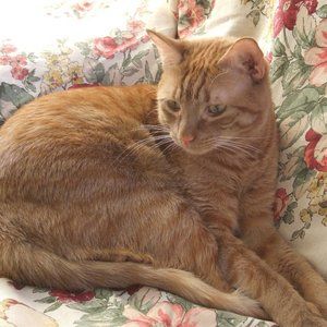 Meet your Posher, Ilene